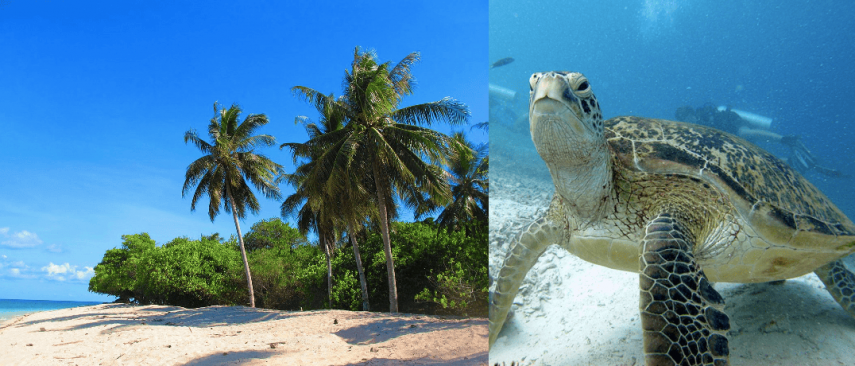 Selingan Turtle Islands Park