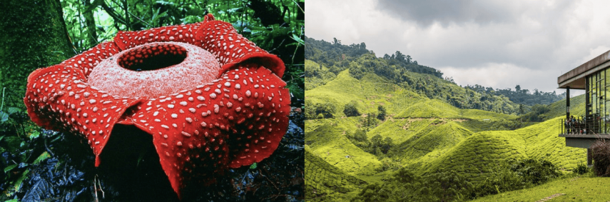 tour in search of Rafflesia