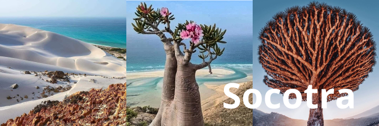 socotra Kalipso